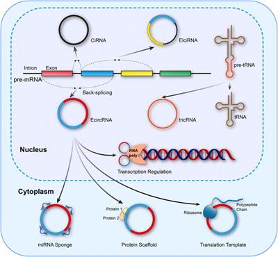 Circular RNA-regulated autophagy is involved in cancer progression